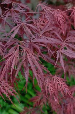 Tamukeyama Dwarf Red Japanese Maple - 1 Gallon Pot - High Grafted Tree Form -Garden Wisp Sales Store Japanese Maple Tamukeyama 13 1