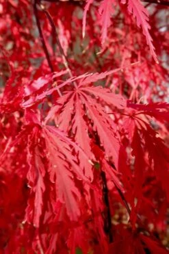 Tamukeyama Dwarf Red Japanese Maple - 1 Gallon Pot - High Grafted Tree Form -Garden Wisp Sales Store Japanese Maple Tamukeyama 14 1