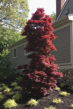 Twombly's Red Sentinel Japanese Maple - 5 Gallon Pot (5-6') -Garden Wisp Sales Store Japanese Maple Twomblys Red Sentinel 10