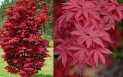 Twombly's Red Sentinel Japanese Maple - 5 Gallon Pot (5-6') -Garden Wisp Sales Store Japanese Maple Twomblys Red Sentinel Spring