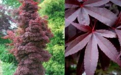 Twombly's Red Sentinel Japanese Maple - 5 Gallon Pot (5-6') -Garden Wisp Sales Store Japanese Maple Twomblys Red Sentinel Summer