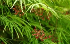Viridis Dwarf Green Japanese Maple - 2 Gallon Pot -Garden Wisp Sales Store Japanese Maple Viridis 11