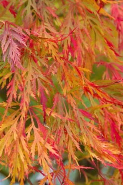 Viridis Dwarf Green Japanese Maple - 2 Gallon Pot -Garden Wisp Sales Store Japanese Maple Viridis 12