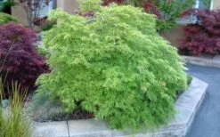 Viridis Dwarf Green Japanese Maple - 2 Gallon Pot -Garden Wisp Sales Store Japanese Maple Viridis 17