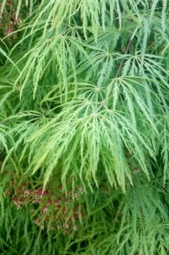 Viridis Dwarf Green Japanese Maple - 2 Gallon Pot -Garden Wisp Sales Store Japanese Maple Viridis 19