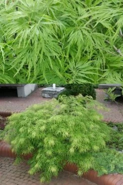 Viridis Dwarf Green Japanese Maple - 2 Gallon Pot -Garden Wisp Sales Store Japanese Maple Viridis 500x750 1
