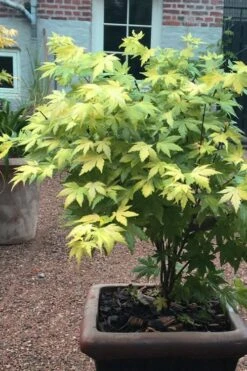 Orange Dream Japanese Maple - 3 Gallon Pot -Garden Wisp Sales Store Japanese maple orange Dream 5