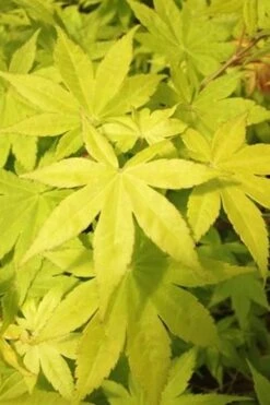 Summer Gold Japanese Maple - 3 Gallon Pot 8 Summer Gold Japanese Maple - 3 Gallon Pot -Garden Wisp Sales Store Jpanese Maple Summer Gold Rev 500x750 2