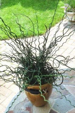 Big Twister Giant Corkscrew Rush (Juncus Effusus) - 1 Gallon Pot -Garden Wisp Sales Store Juncus Big Twister 10