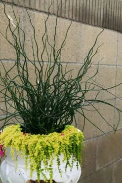 Big Twister Giant Corkscrew Rush (Juncus Effusus) - 1 Gallon Pot -Garden Wisp Sales Store Juncus Big Twister 12