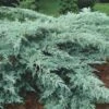 Grey Owl Juniper - 3 Gallon Pot