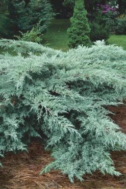 Grey Owl Juniper - 3 Gallon Pot