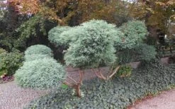Grey Owl Juniper - 3 Gallon Pot -Garden Wisp Sales Store Juniper Grey Owl Pom Pom Topiary 1