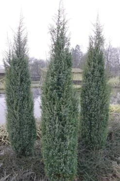 Skyrocket Columnar Juniper - 3 Gallon Pot -Garden Wisp Sales Store Juniper Skyrocket 1