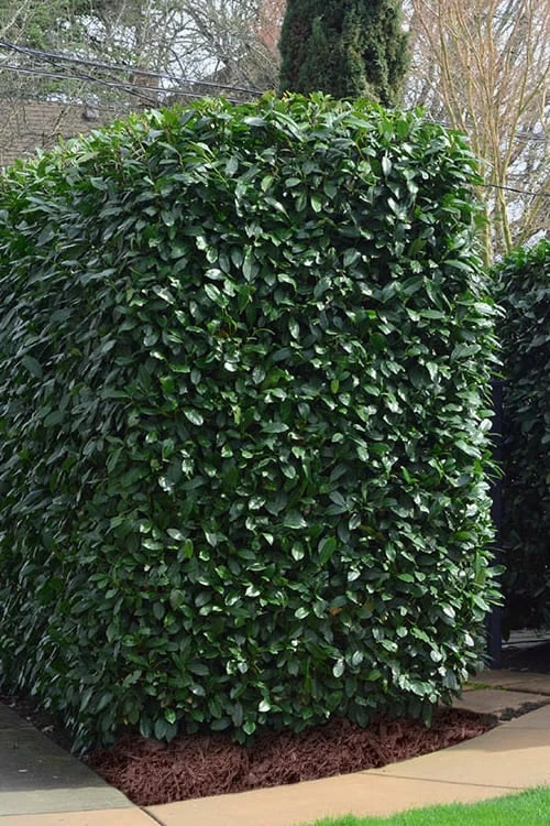 Schip Laurel (Prunus Laurocersasus 'Schipkaensis') - 6 Pack Of 1 Gallon Pots 4 Schip Laurel (Prunus Laurocersasus 'Schipkaensis') - 6 Pack Of 1 Gallon Pots - Image 4