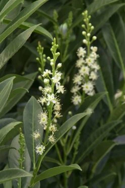 Schip Laurel (Prunus Laurocersasus 'Schipkaensis') - 6 Pack Of 1 Gallon Pots 11 Schip Laurel (Prunus Laurocersasus 'Schipkaensis') - 6 Pack Of 1 Gallon Pots -Garden Wisp Sales Store Laurel Schip 3