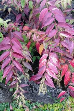 Rainbow Leucothoe (Drooping Fetterbush) - Leucothoe Fontanesiana - 5 Gallon Pot -Garden Wisp Sales Store Leucothoe Rainbow 1