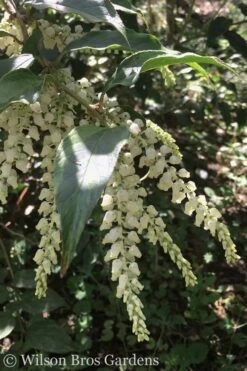 Rainbow Leucothoe (Drooping Fetterbush) - Leucothoe Fontanesiana - 5 Gallon Pot -Garden Wisp Sales Store Leucothoe Rainbow 3