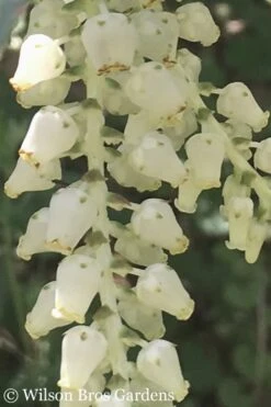 Rainbow Leucothoe (Drooping Fetterbush) - Leucothoe Fontanesiana - 5 Gallon Pot -Garden Wisp Sales Store Leucothoe Rainbow 5