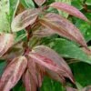 Rainbow Leucothoe (Drooping Fetterbush) - Leucothoe Fontanesiana - 5 Gallon Pot