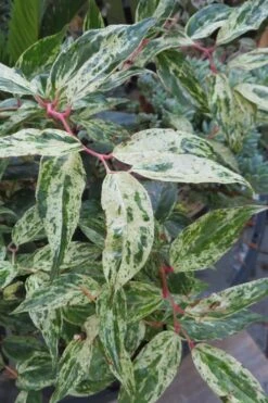 Rainbow Leucothoe (Drooping Fetterbush) - Leucothoe Fontanesiana - 5 Gallon Pot -Garden Wisp Sales Store Leucothoe Rainbow 7
