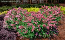 Bloomerang Dwarf Pink Lilac - 3 Gallon Pot -Garden Wisp Sales Store Lilac Bloomerang Dwarf Pink 2