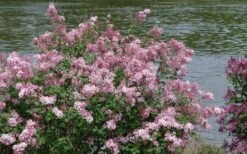 Bloomerang Pink Perfume Lilac - 3 Gallon Pot -Garden Wisp Sales Store Lilac Bloomerang Pink Perfume Shrub