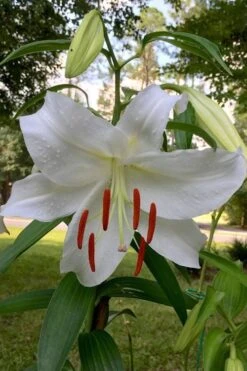 Casablanca Oriental Lily - 1 Gallon Pot -Garden Wisp Sales Store Lilium Casablanca 1