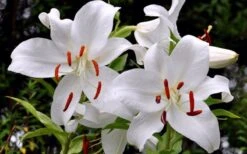 Casablanca Oriental Lily - 1 Gallon Pot -Garden Wisp Sales Store Lilium Casablanca 2