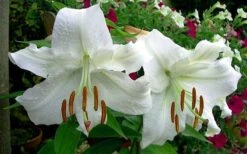 Casablanca Oriental Lily - 1 Gallon Pot -Garden Wisp Sales Store Lilium Casablanca 4
