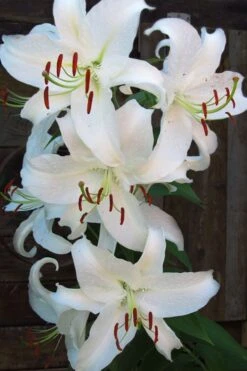 Casablanca Oriental Lily - 1 Gallon Pot -Garden Wisp Sales Store Lilium Casablanca 5