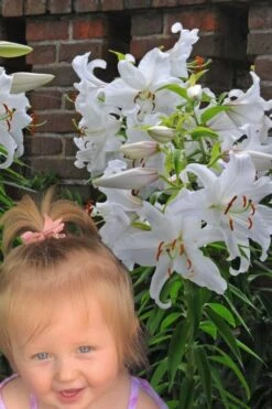 Casablanca Oriental Lily - 1 Gallon Pot -Garden Wisp Sales Store Lilium Casablanca 8