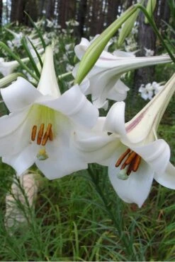Philippine Lily - 1 Quart Pot 11 Philippine Lily - 1 Quart Pot -Garden Wisp Sales Store Lilium Pilippinense 1