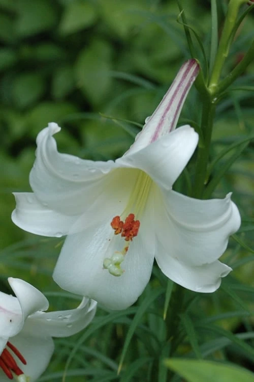 Philippine Lily - 1 Quart Pot 7 Philippine Lily - 1 Quart Pot - Image 7