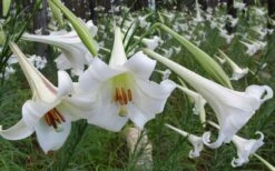 Philippine Lily - 1 Quart Pot 12 Philippine Lily - 1 Quart Pot -Garden Wisp Sales Store Lily Philippine 3
