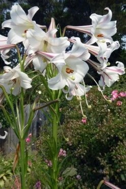 Philippine Lily - 1 Quart Pot 10 Philippine Lily - 1 Quart Pot -Garden Wisp Sales Store Lily Philippine 4