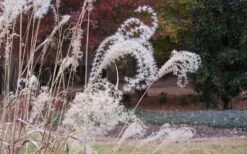 Bandwidth Dwarf Zebra Grass - 1 Gallon Pot -Garden Wisp Sales Store Little Zebra Grass 1 1