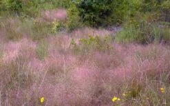 Purple Lovegrass (Eragrostis Spectabilis) - 1 Gallon Pot -Garden Wisp Sales Store Lovegrass Purple