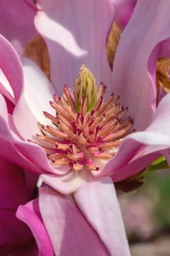 Ann Magnolia Tulip Tree - 5 Gallon Pot -Garden Wisp Sales Store Magnolia Ann 31