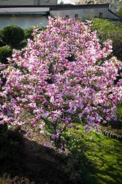 Betty Magnolia Tulip Tree - 1 Gallon Pot -Garden Wisp Sales Store Magnolia Betty 7