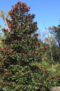 Brackens Brown Beauty Magnolia - 5 Gallon Pot -Garden Wisp Sales Store Magnolia Bracken Brown Beauty 500x750 4