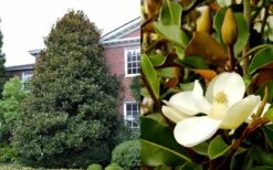 Brackens Brown Beauty Magnolia - 1 Gallon Pot -Garden Wisp Sales Store Magnolia Brackens Brown Beauty 1 4