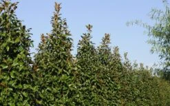 Brackens Brown Beauty Magnolia - 1 Gallon Pot -Garden Wisp Sales Store Magnolia Brackens Brown Beauty 6 4