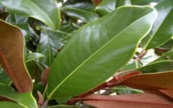 Brackens Brown Beauty Magnolia - 1 Gallon Pot -Garden Wisp Sales Store Magnolia Brackens Brown Beauty Leaves 4