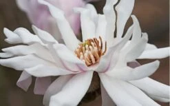 Centennial Star Magnolia - 3 Gallon Pot -Garden Wisp Sales Store Magnolia Centennial 10