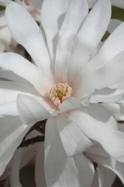 Centennial Star Magnolia - 3 Gallon Pot -Garden Wisp Sales Store Magnolia Centennial 11