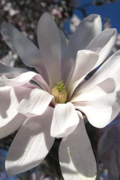 Centennial Star Magnolia - 1 Gallon Pot -Garden Wisp Sales Store Magnolia Centennial 13 1