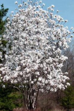 Centennial Star Magnolia - 3 Gallon Pot -Garden Wisp Sales Store Magnolia Centennial 19
