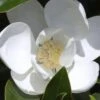 Claudia Wannamaker Southern Magnolia - 5 Gallon Pot