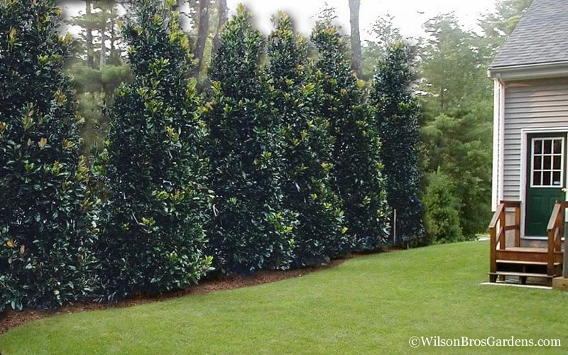 Claudia Wannamaker Southern Magnolia - 7 Gallon Pot (5-6') 5 Claudia Wannamaker Southern Magnolia - 7 Gallon Pot (5-6') - Image 5